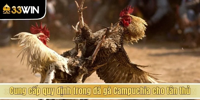 Cung cấp quy định trong đá gà Campuchia cho tân thủ