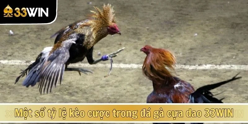 Một số tỷ lệ kèo cược trong đá gà cựa dao 33WIN