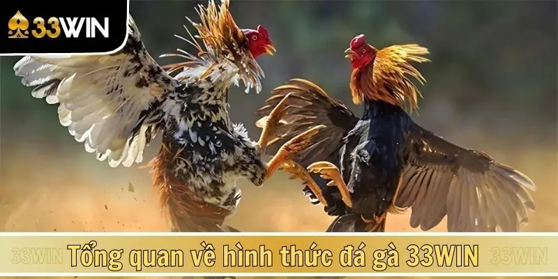 Tổng quan về hình thức đá gà 33WIN được yêu thích